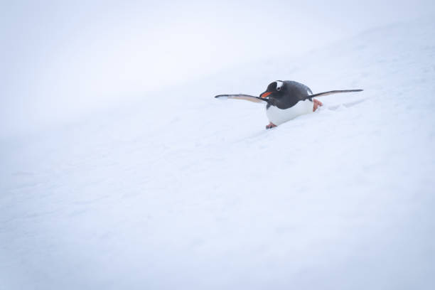 istock Gentoo penguin slides over snow on stomach 1391648260