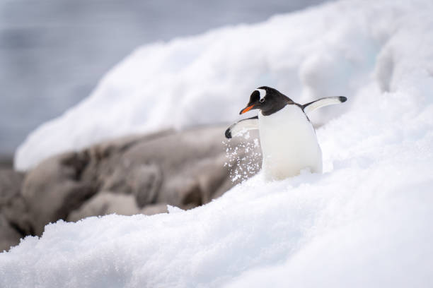 istock Gentoo penguin slips on snow near rocks 1391648267