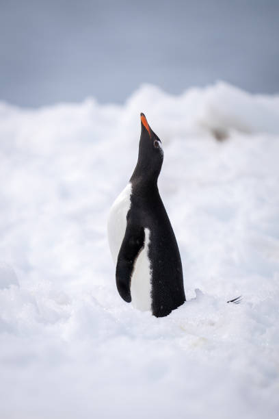 istock Gentoo penguin standing in snow looking up 1391648274