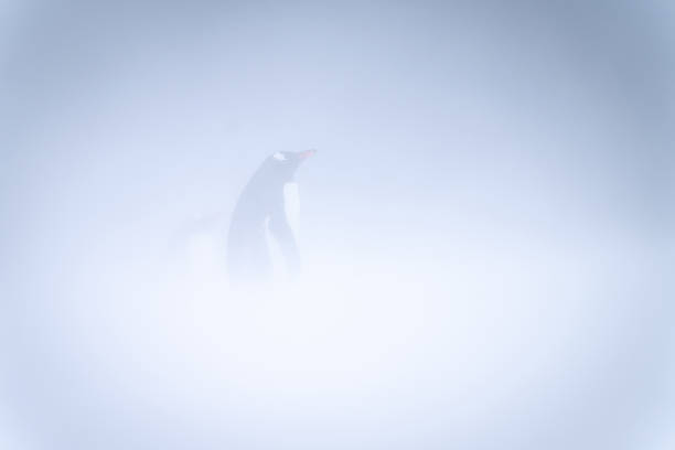 istock Gentoo penguin standing in profile in snowstorm 1391648276