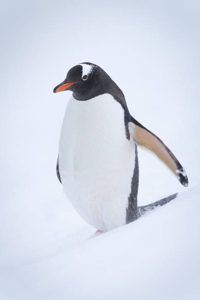 istock Gentoo penguin standing on slope in snow 1391648293
