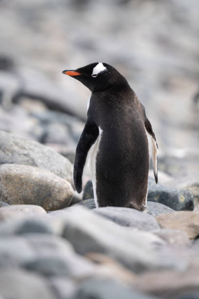 istock Gentoo penguin stands amongst rocks looking back 1391648332