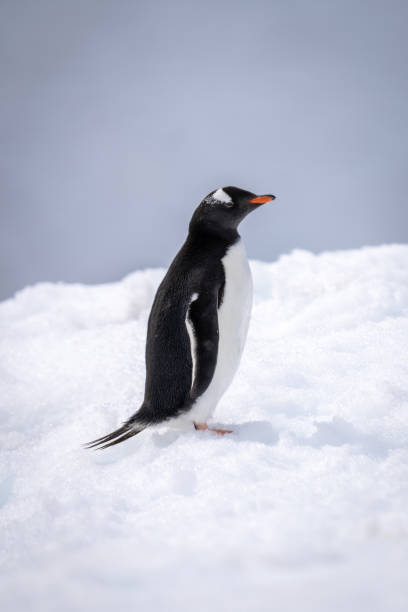 istock Gentoo penguin standing on snow in profile 1391648340