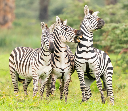 Male Plains Zebras(Equus quagga) sparring on the savanna. Ngorongoro Crater, Tanzania, Africa