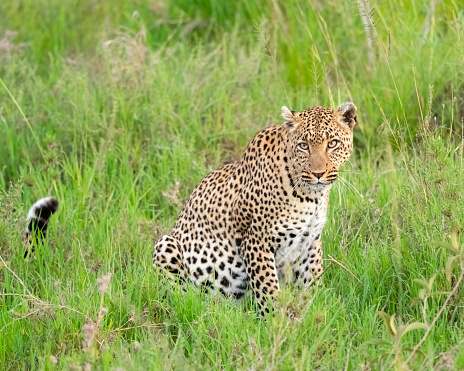 Leopard (Panthera pardus). Serengeti National Park, Tanzania, Africa