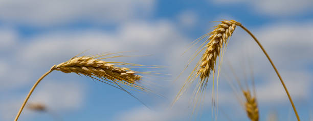 istock closeup wheat field on blue cloudy sky background, summer agricultural scene 1391648616