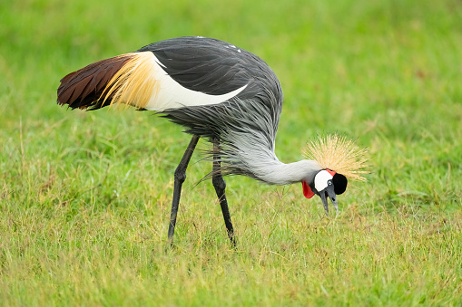 Crowned Crane or African Crowned Crane