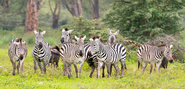 Plains Zebras(Equus quagga) sparring on the savanna. Ngorongoro Crater, Tanzania, Africa