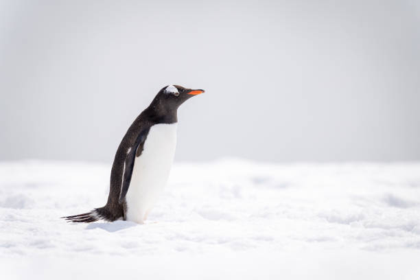 istock Gentoo penguin stands in profile on snow 1391648768