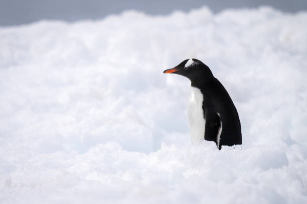 istock Gentoo penguin stands in snow in profile 1391648820
