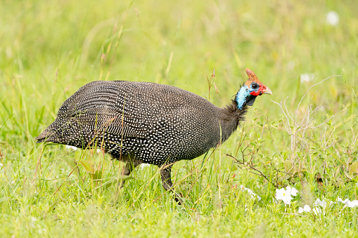Guineafowl are birds of the family Numididae in the order Galliformes. They are endemic to Africa and rank among the oldest of the gallinaceous birds. Phylogenetically, they branched off from the core Galliformes after the Cracidae and before the Odontophoridae.