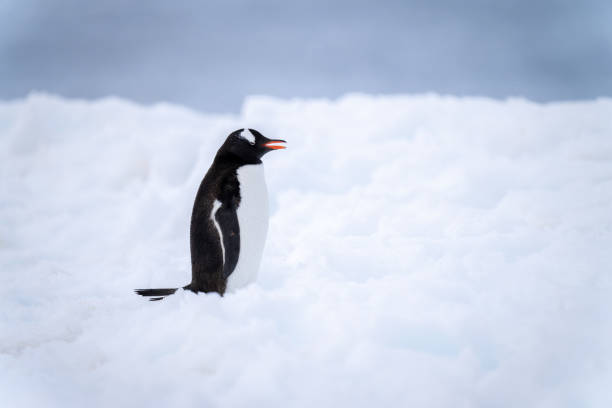 istock Gentoo penguin stands in snow opening mouth 1391648848