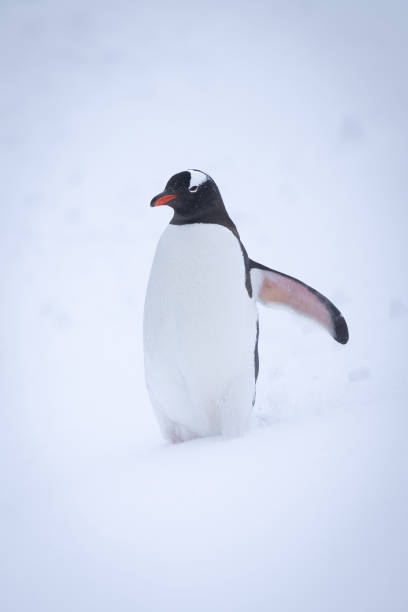 istock Gentoo penguin stands in snow raising flipper 1391648851