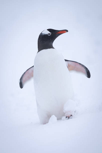 istock Gentoo penguin stands in snow turning head 1391648856