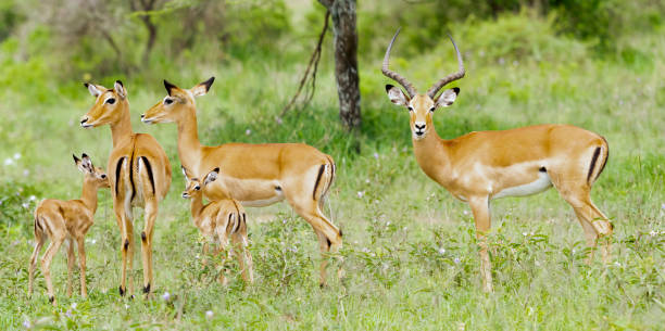 Impala Family Impala (Aepyceros melampus) family with male and female adults and juveniles. Serengeti National Park, Tanzania, Africa impala stock pictures, royalty-free photos & images