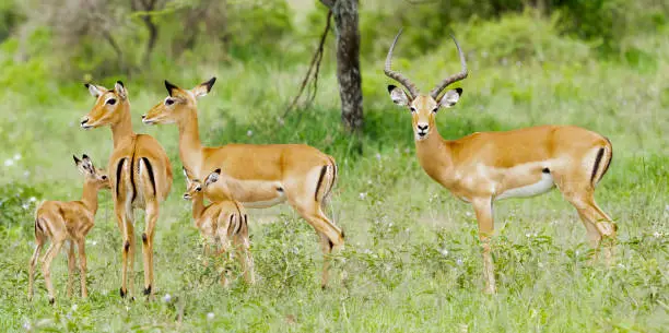 Impala (Aepyceros melampus) family with male and female adults and juveniles. Serengeti National Park, Tanzania, Africa