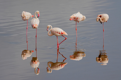 Flamingos resting and feeding on Salt Lake (Tuz Gölü) in Konya, Türkiye. Taken via drone.