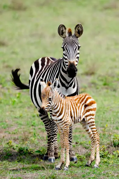 Photo of Mother Zebra with Foal