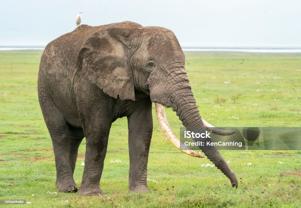 Large Bull Elephant with Cattle Egret African elephant (Loxodonta) with a Cattle Egret. Ngorongoro Crater, Tanzania, Africa Elephant Stock Photo