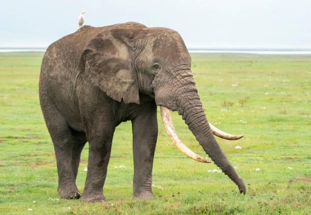 Large Bull Elephant with Cattle Egret African elephant (Loxodonta) with a Cattle Egret. Ngorongoro Crater, Tanzania, Africa cattle egret photos stock pictures, royalty-free photos & images