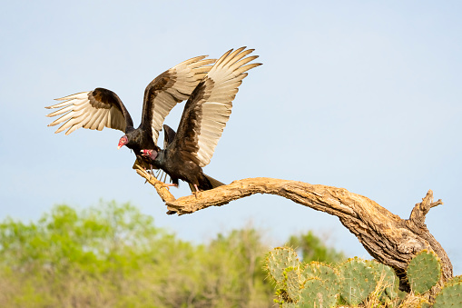 Turkey Vultures (Cathartes aura) squabbling on a perch. Texas.