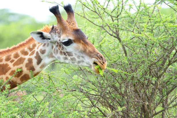 istock Girafffe Grazing on Acacia Close-up 1391649536