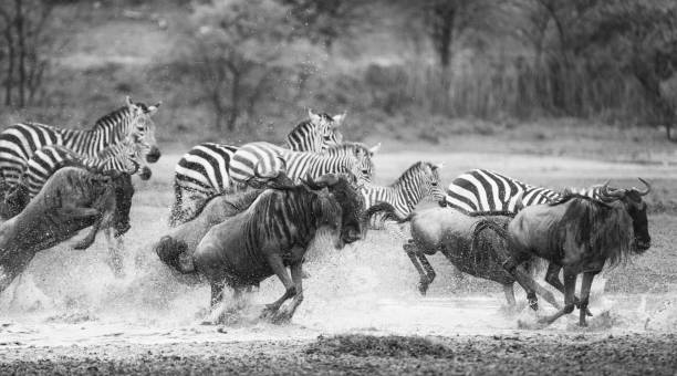 istock Wildebeest and Zebra Charging Across a River. Black & White 1391649566
