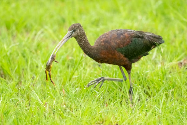 カエルを捕まえる光沢のあるイビス - glossy ibis ストックフォトと画像