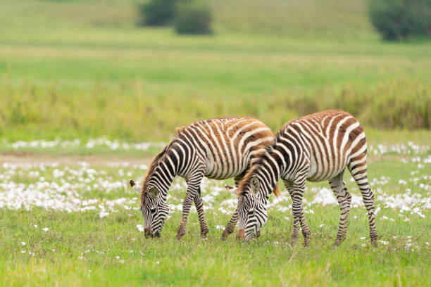 Zebras grazing in a svannah blooming with flowers