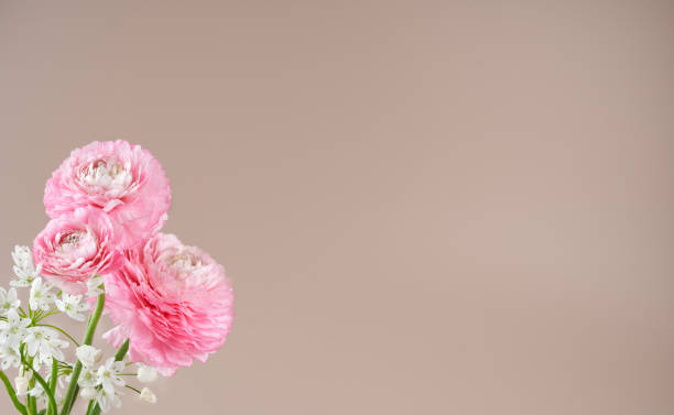 istock Floral composition of pink ranunculus flowers over light pink background, horizontal composition, empty space. Selective focus. 1391649663