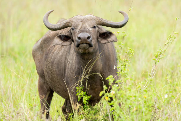 Cape Buffalo (Syncerus caffer). Serengeti National Park, Tanzania, Africa