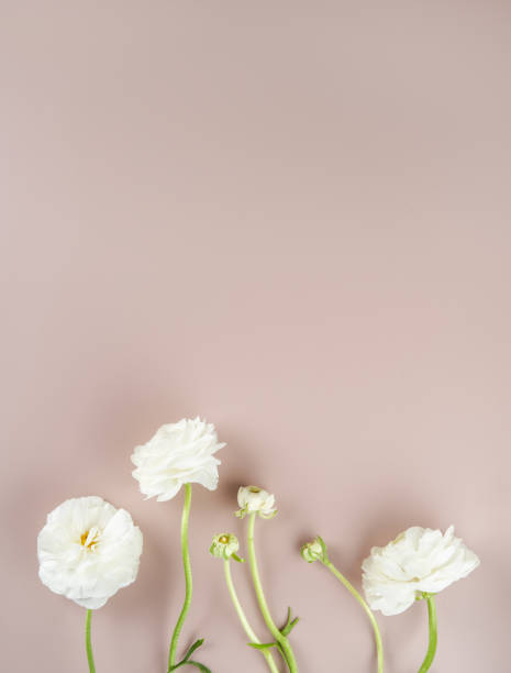 istock Floral composition flat lay of white ranunculus flowers over light pink background. Empty space. 1391649676
