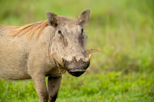 Warthog (Phacochoerus africanus) close-up. Ngorongoro Crater, Tanzania, Africa