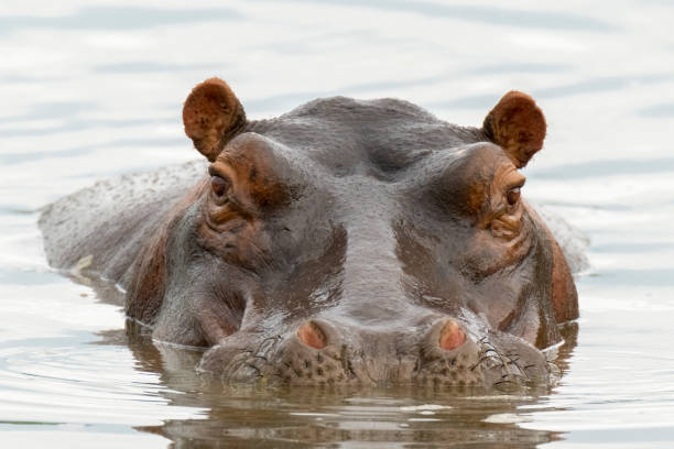 ippopotamo da vicino - animal hippopotamus africa yawning foto e immagini stock