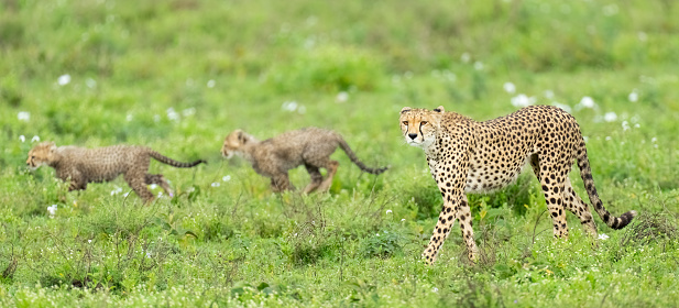 Cheetah  (Acinonyx jubatus) mother and  cubs. Ndutu region of Ngorongoro Conservation Area, Tanzania, Africa