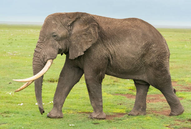 Large Bull Elephant African elephant (Loxodonta). Ngorongoro Crater, Tanzania, Africa sable stock pictures, royalty-free photos & images
