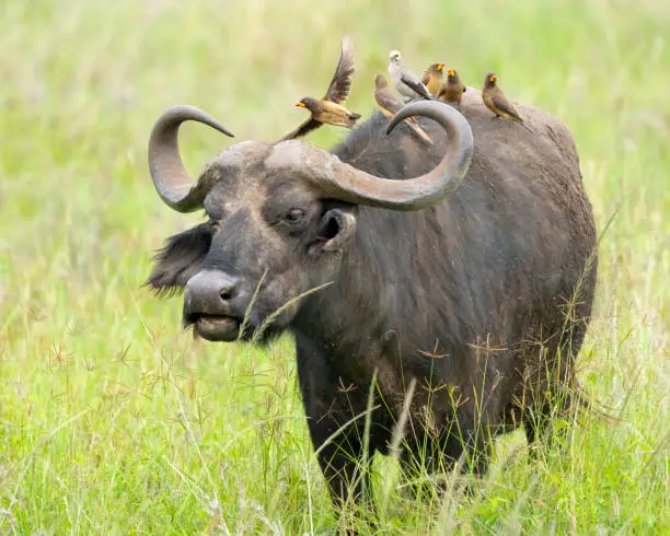 Yellow-billed Oxpeckers (Buphagus africanus) preening a Cape Buffalo (Syncerus caffer). Serengeti National Park, Tanzania, Africa