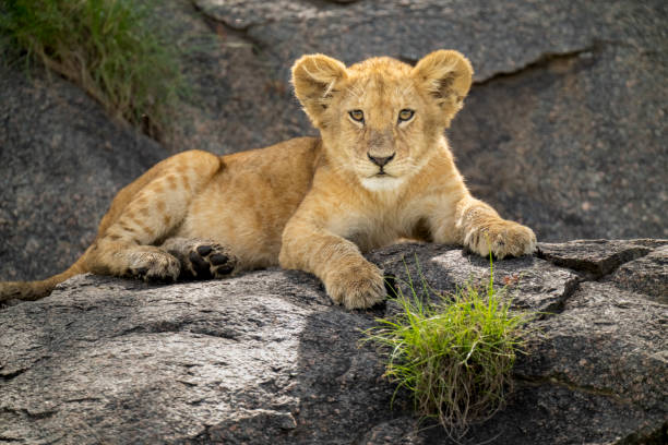 istock Lion Cub Resting on a Kopje Outcrop 1391649826