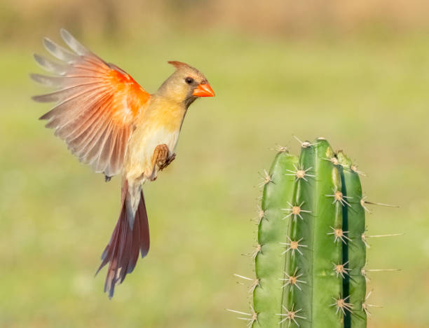 Northern cardinal (Cardinalis cardinalis) female landing on a cactus. Texas.