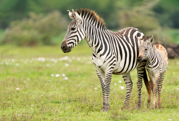 Mother Zebra with Foal Plains Zebra (Equus quagga) mother with foal. Ngorongoro Conservation Area, Tanzania, Africa zebra photos stock pictures, royalty-free photos & images