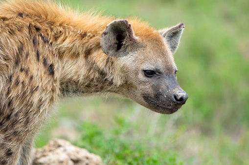 Spotted hyena (Crocuta crocuta). Ndutu region of Ngorongoro Conservation Area, Tanzania, Africa