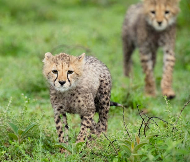 istock Cheetah Cubs on the Open Savannah 1391650474
