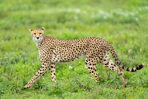 Cheetah (Acinonyx jubatus), Ndutu region of Ngorongoro Conservation Area, Tanzania, Africa