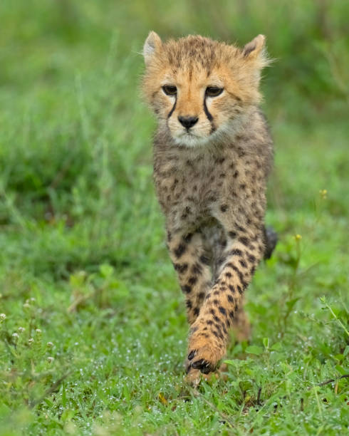 istock Cheetah Cub on the Open Savannah 1391650497
