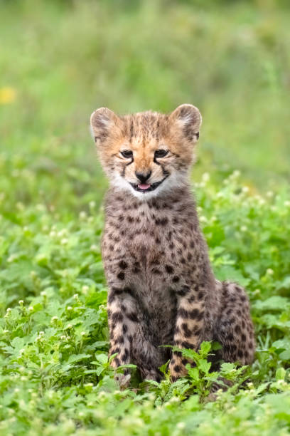 cheetah cub en la sabana abierta - black ops fotografías e imágenes de stock