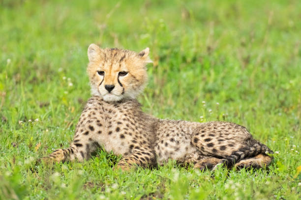 istock Cheetah Cub on the Open Savannah 1391650514