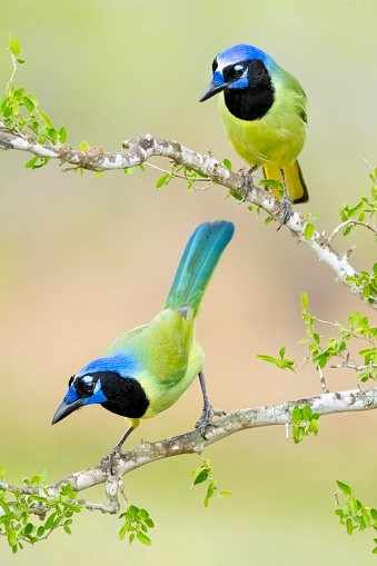 Beautiful blue color bird known as Indigo Flycatcher on perch at nature habits in Sabah, Borneo