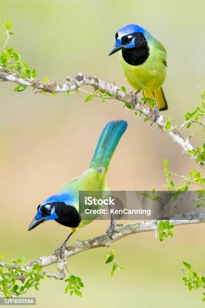Green Jays Stock Photo - Download Image Now - Bird, Blue, Branch - Plant Part