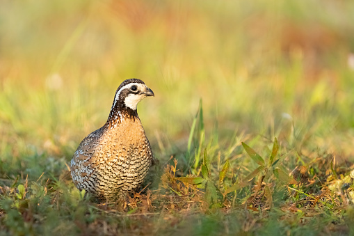 Ruffed Grouse Saskatchewan in Lek Mating Dance Ritual