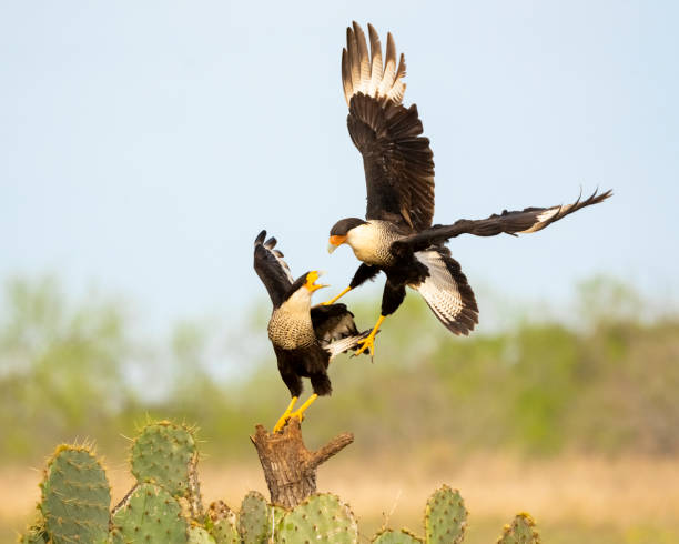 Caracara (Caracara plancus) territorial aggression.